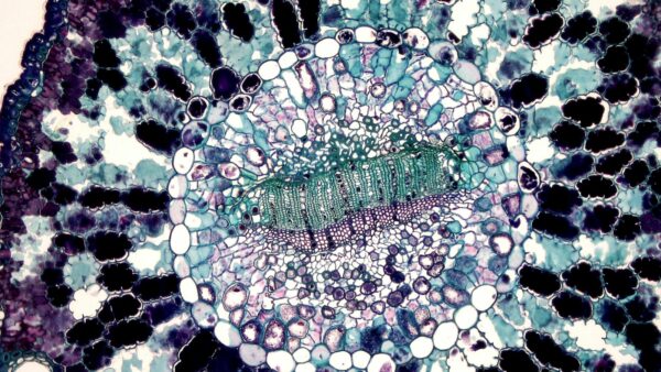 CURSO DE HISTOLOGÍA