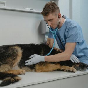 CURSO DE VETERINARIA