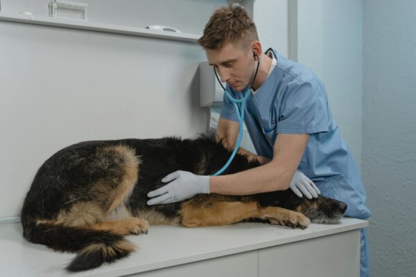CURSO DE VETERINARIA