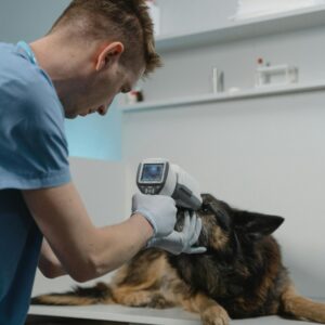 AUXILIAR SUPERIOR EN CLÍNICA VETERINARIA