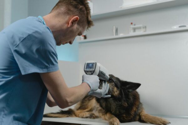 AUXILIAR SUPERIOR EN CLÍNICA VETERINARIA