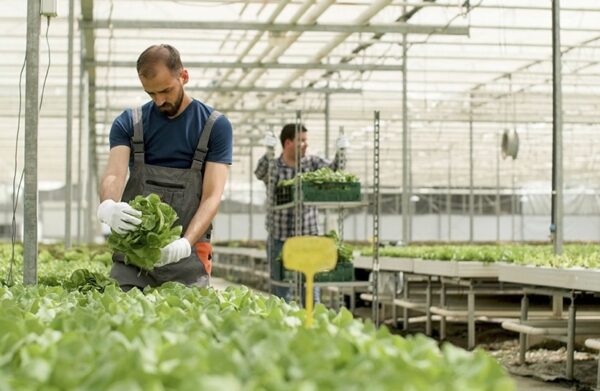 CURSO DE AUXILIAR AGRÓNOMO! Y AUXILIAR EN PRODUCCIÓN AGRÍCOLA