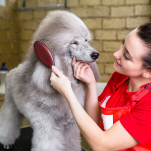 PELUQUERÍA PROFESIONAL CANINA