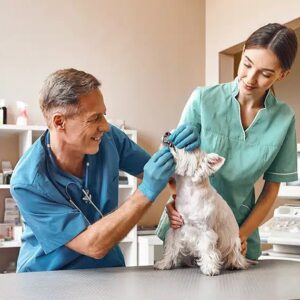 AUXILIAR SUPERIOR VETERINARIO GENERAL