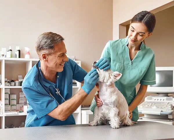 AUXILIAR SUPERIOR VETERINARIO GENERAL